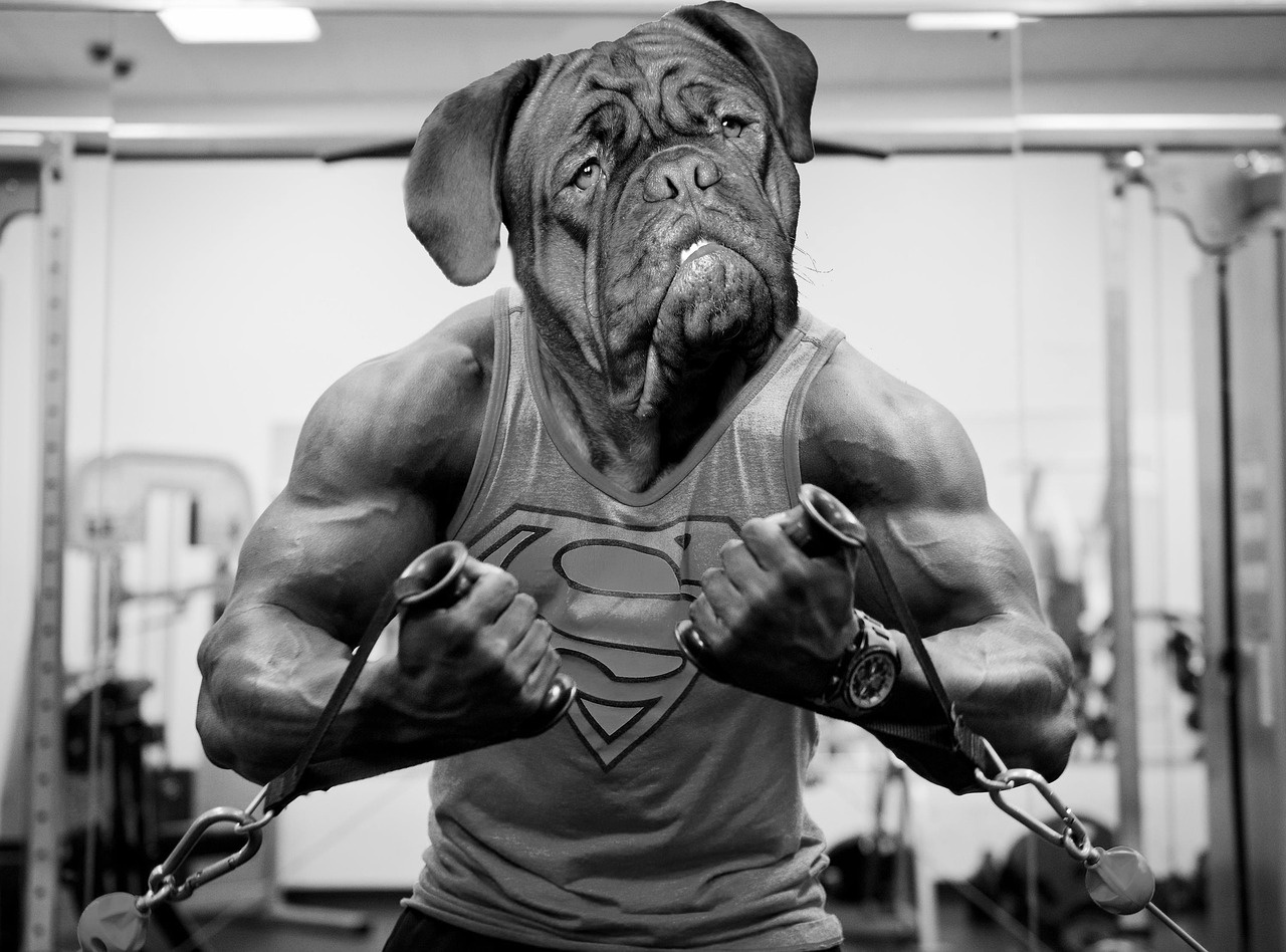 Gorillagym Fitness Club gallery primary